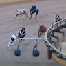 Baba Bear - the black and white dog on the rail towards the rear of the field (top right of photo) - ran his one and only race in Ballarat. 
