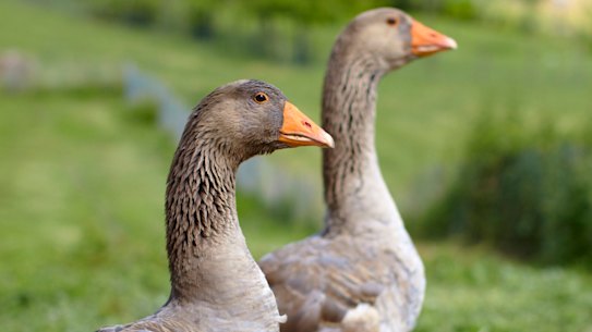 Foie gras is produced by force-feeding corn to ducks and geese to enlarge their livers.