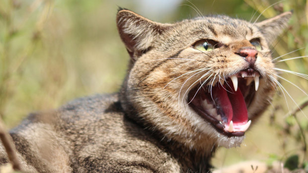 A parliamentary inquiry will investigate the impact on Australia's wildlife of feral cats, which kill millions of native animals each day. 