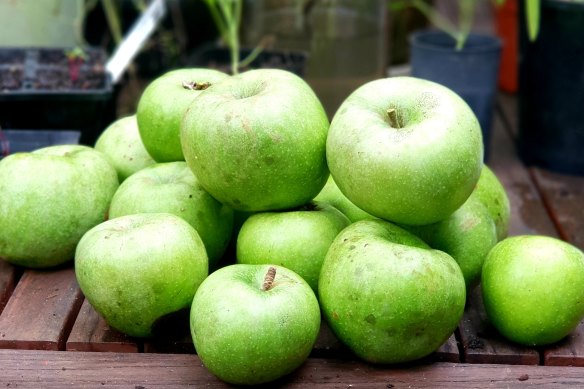 Granny Smiths, first developed by Maria Smith in Ryde in 1868, are one of the world's favourites.