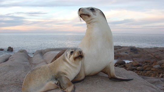 The number of Australian sea lion pups born has declined by 64 per cent between 1977 and 2019, and half of breeding sites see fewer than 15 pups born each year.             