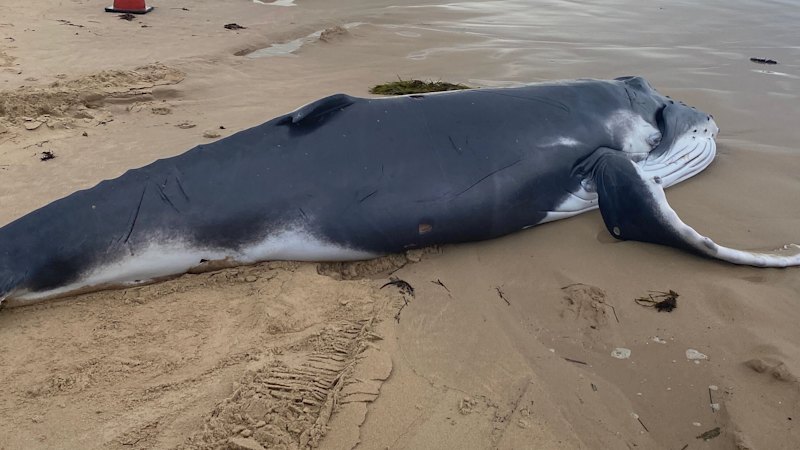 Whale stranded on Sydney beach to be tested for bird flu