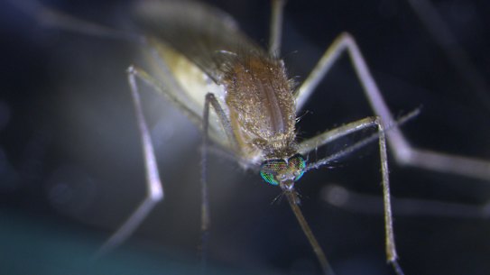 A Culex pipiens mosquito, which can transmit viruses such as West Nile and Murray Valley encephalitis