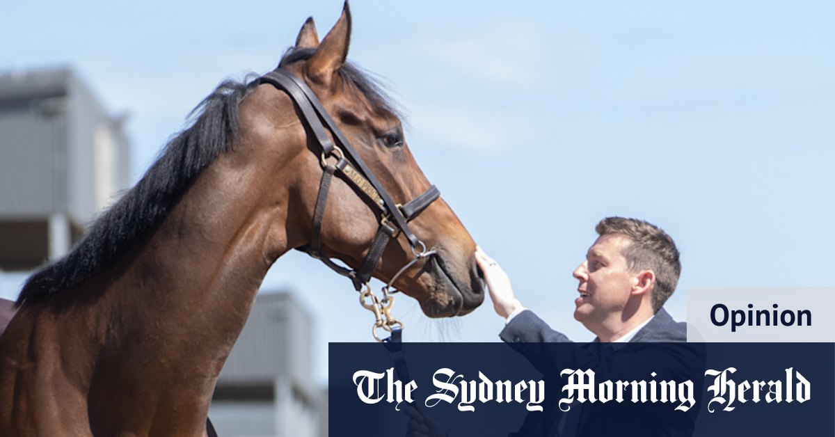 My phone beeped with devastating news. The joys and shattering lows of being a 1 per cent racehorse owner