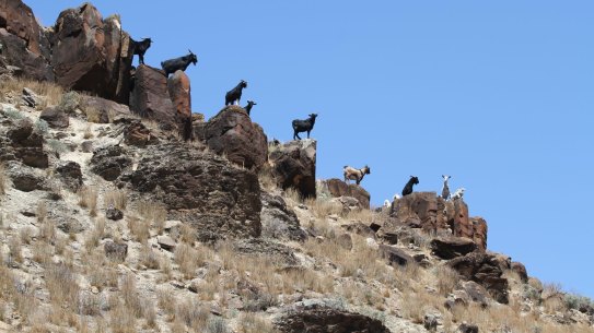 Drones, dingoes and thermal cameras could be used to reduce feral goat numbers which are rapidly growing.