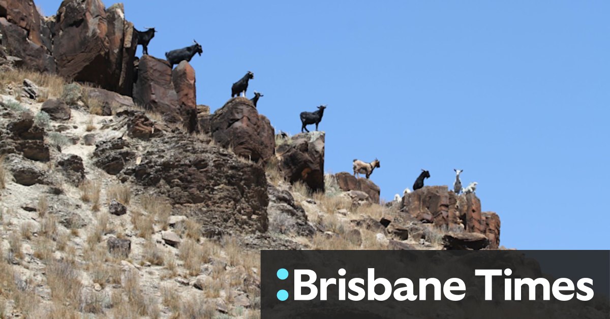 Feral goats Australia: Cull options to include dingoes, drones and thermal cameras - Vimarsana News