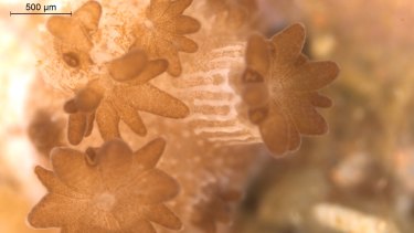 The symbiotic algae growing inside the coral polyps of Acropora tenuis. 
