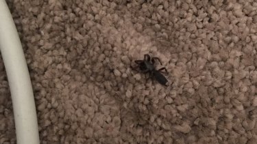 The first bomb of the room turned up one little dead spider.