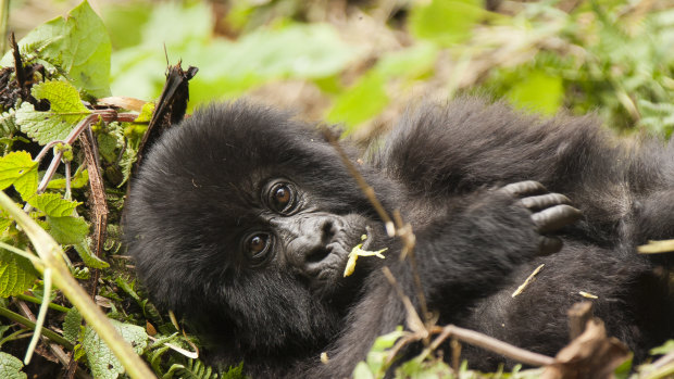 Gorillas in Rwanda risk life and limb to eat Eucalyptus leaves in nearby villages.