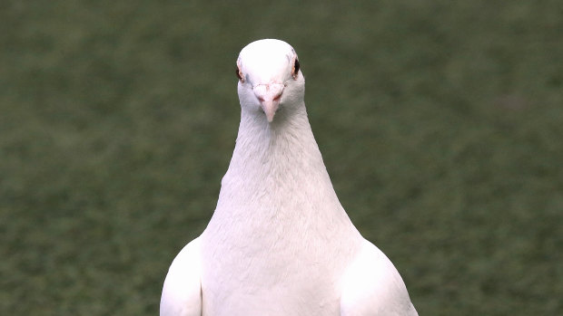 A left-leaning local council in Spain is trying a new idea to curb a pigeon invasion.