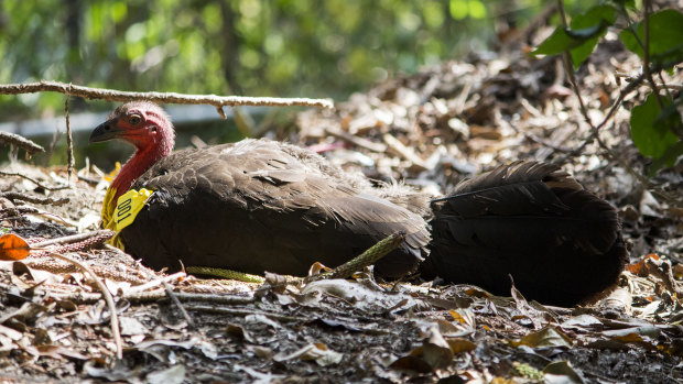 In the past decade, there has been an increase in the number of urban brush turkeys colonising south-east Queensland and northern NSW.