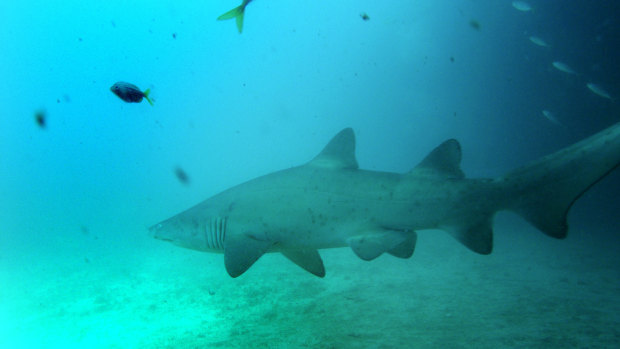 A grey nurse shark surveys its habitat off Maroubra. The same species is believed to be responsible for biting Mr Schultz.
