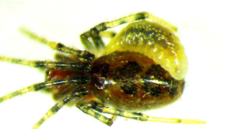 The wasp on its host spider.