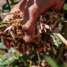 Applying mulch to your garden before you take off will stop the sun baking the soil surface.