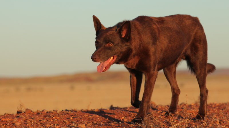 Kelpie red discount