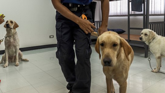 Bobby, Bravo and Angel, left to right, with their handlers at Chulalongkorn University in Bangkok. 