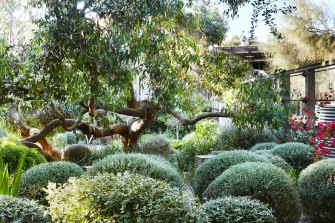 Peter Shaw’s garden in Anglesea.