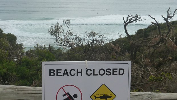 Surfers sit in the water waiting for a wave at Injidup Beach, despite the beach being closed due to a shark sighting.