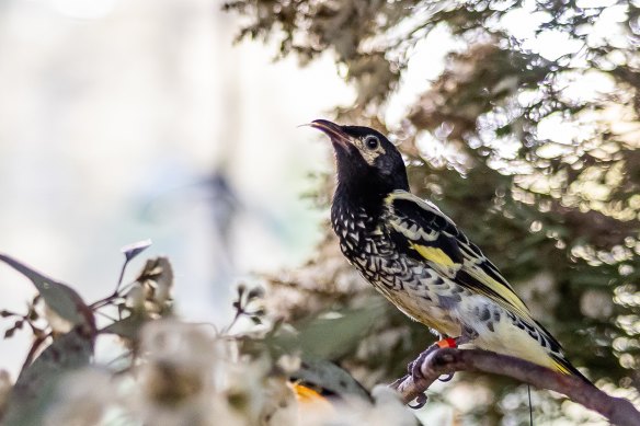 The released birds will be tracked for 10 weeks before their tracking harnessed break off.