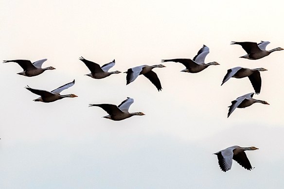 Migratory birds are the primary victims of building strikes. 