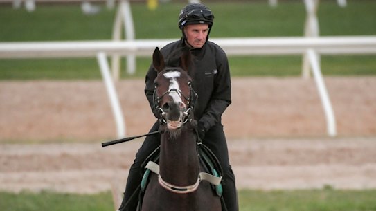 Glen Boss rides Constantinople in track work.