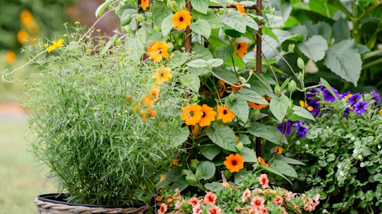 Thunbergia alata, with its orange flowers, is an annual climber in cool areas of Victoria, but is invasive in New South Wales.