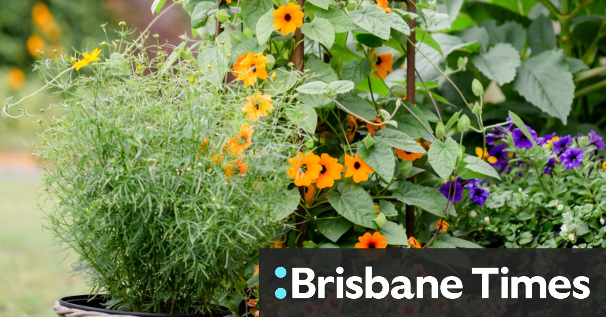 The fast-growing, climbing plants for gardeners who can't wait - Vimarsana News