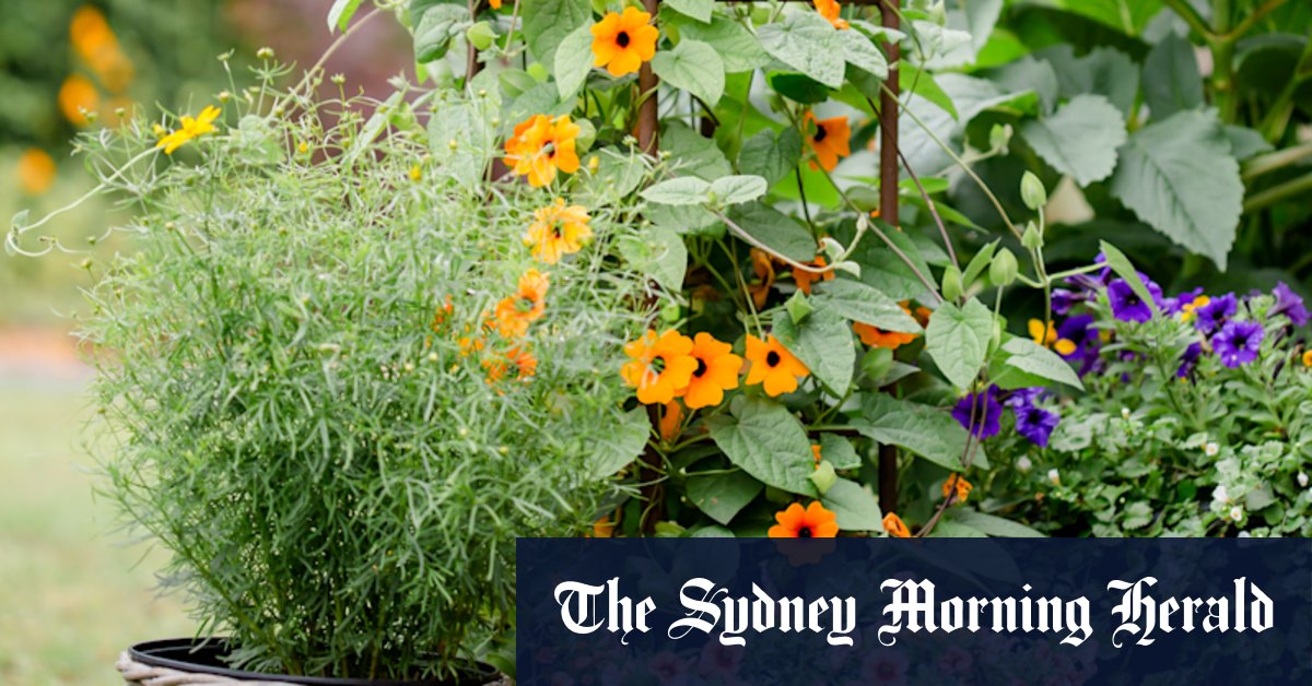The fast-growing, climbing plants for gardeners who can't wait - Vimarsana News