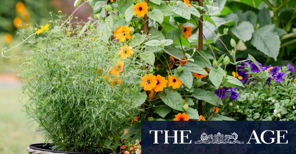 The fast-growing, climbing plants for gardeners who can't wait - Vimarsana News