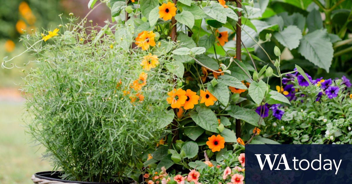 The fast-growing, climbing plants for gardeners who can't wait - Vimarsana News