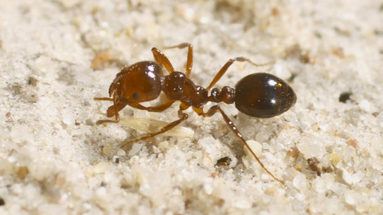 A fire ant bite typically causes a burning sensation that lasts up to an hour and, in some cases, a fatal anaphylactic shock.