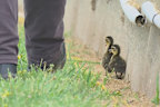 The ducks being recovered from the track. 