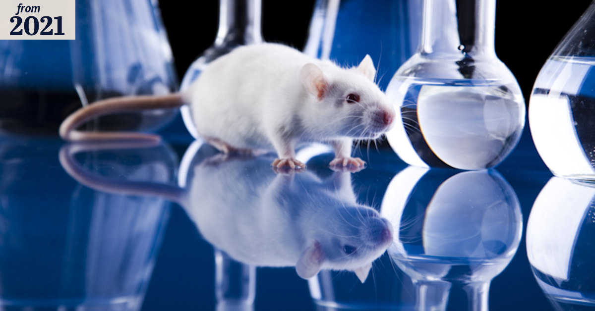 Medical research: Axe hangs over nation’s biggest breeder of laboratory ...