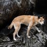 Scientists, First Nations groups demand better protection for dingoes