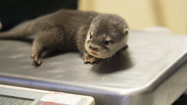 A Perth Zoo otter pupperino gets its first check up on World Otter Day today.