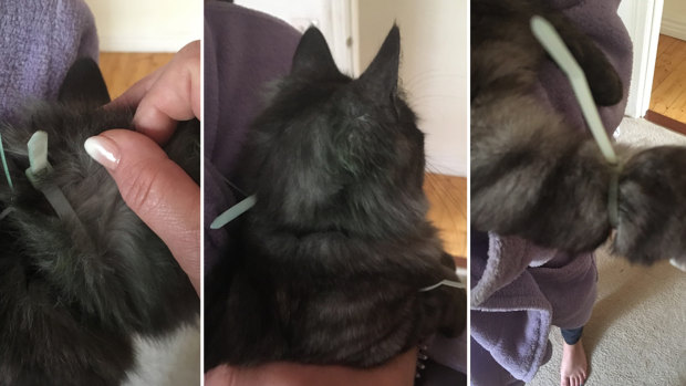 A pet cat in northeast Melbourne was cable-tied around its neck and tail.