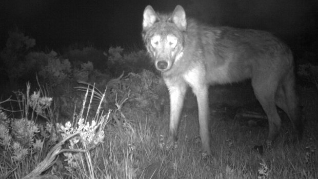 A wolf caught on a game camera.