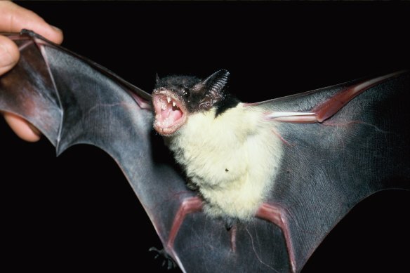 The yellow-bellied sheathtail bat was detected for the first time and found in all three sites.