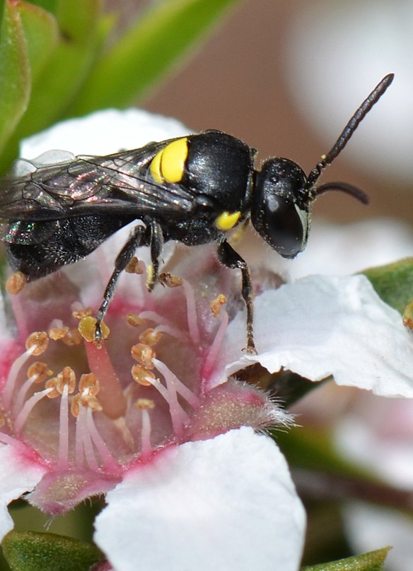 An Australian hylaeus bee.