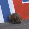 Curious echidna holds up race as Mostert wins Bathurst 1000