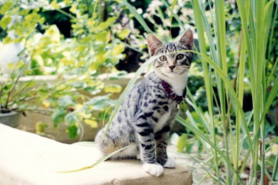In the street, Merlon liked to position
himself for pats from passers-by.