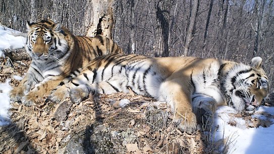 An undated photo provided by ANO WCS shows Amur tigers Boris and Svetlaya, observed by a trail camera in 2018. Boris and Svetlaya were raised together as orphaned cubs, and then reintroduced to the wild separately. (ANO WCS via The New York Times) — NO SALES; FOR EDITORIAL USE ONLY WITH NYT STORY SLUGGED TIGER COUPLE BY ANTHONY HAM FOR DEC. 11, 2024.  