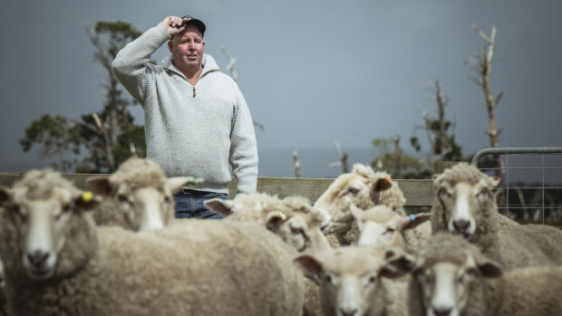 Farmers offloading sheep for free as drought looms