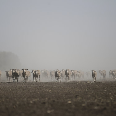 While regional Australia once famously rode on the sheep's back it is now living on the edge.
