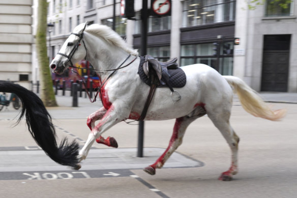 One of the horses on the loose in London. 
