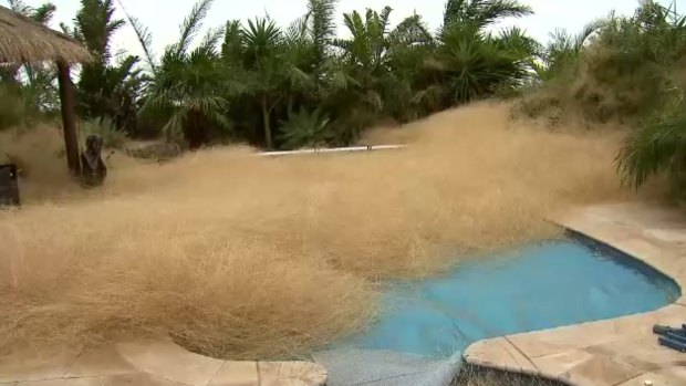 Tumbleweeds spill into a pool in Melbourne's northwest.