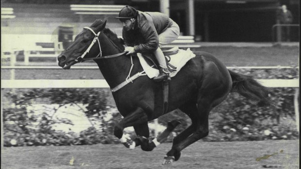 Attempted comeback: plans for Kingston Town to return to the track were aborted in 1985.