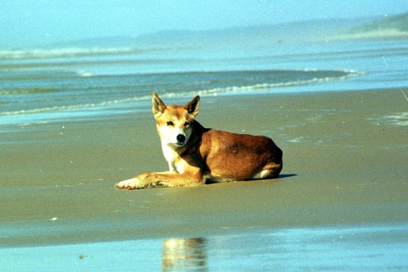 A man is accused of killing a dingo on K’gari.