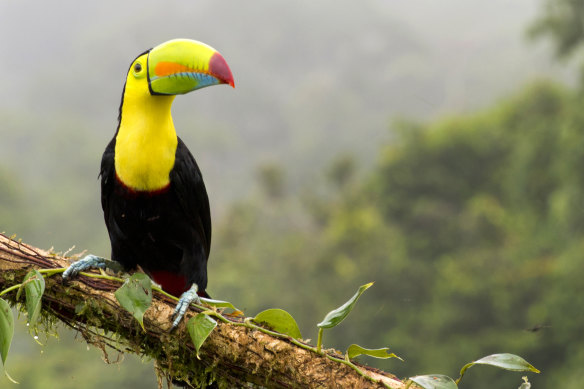 A low-flying toucan is the first clue that this is no ordinary cooking class.