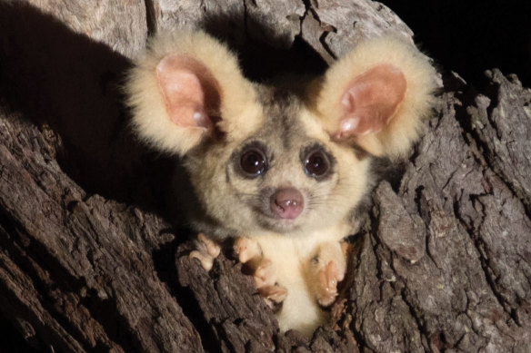The greater glider is a protected species in both Victoria and NSW.